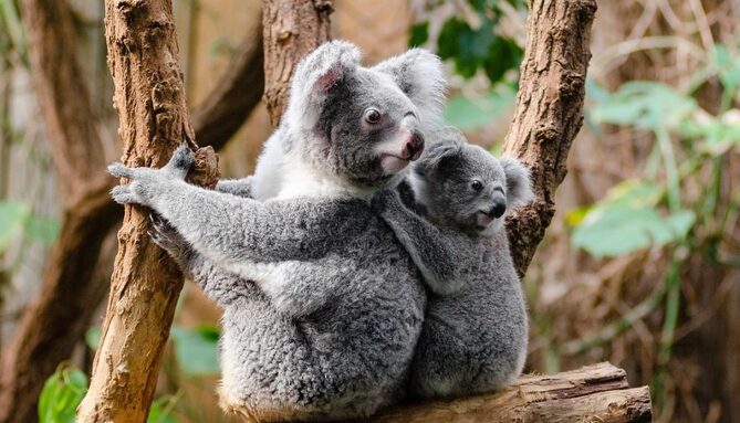 photo blog koala.jpg